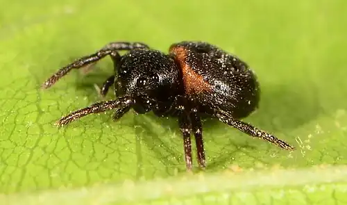 female