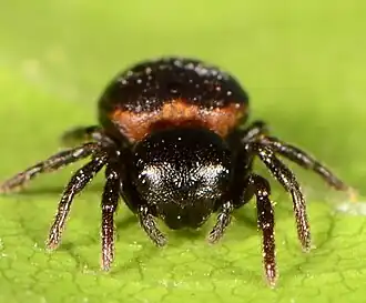 female
