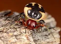 female