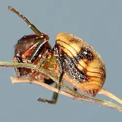 female