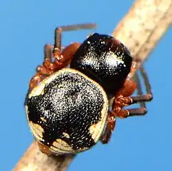 female M. savannensis