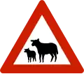 Animals (sheep)