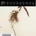 Root system of Symphyotrichum lateriflorum plant with no rhizomes, about 3 centimeters wide with approximately 25 to 30 small roots supporting one stem. The longest root is about 8 centimeters.