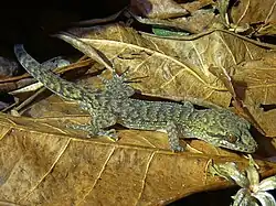 Nactus cheverti