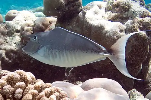 Male