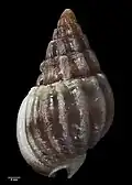Reverse view of holotype