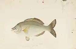 Ditrema temminckii temminckii is the type host of Microcotyle ditrematis