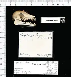 Bat skull