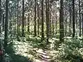 Forest of Varissuo