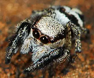female