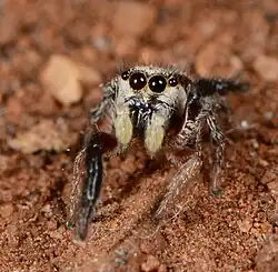juvenile male