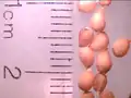 Nemastylis geminiflora seeds