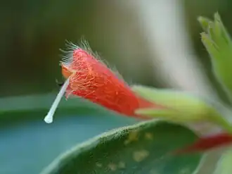 N. fissus