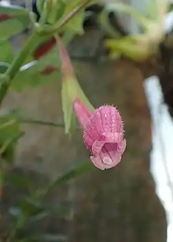 N. fritschii
