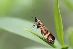 Lateral view