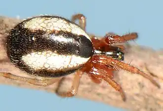 female N. cotti