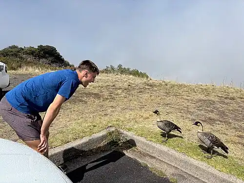 A human tourist looks at adult nēnē in Haleakalā National Park