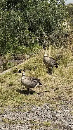 Adult nēnē in Haleakalā National Park