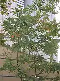 N. sericea