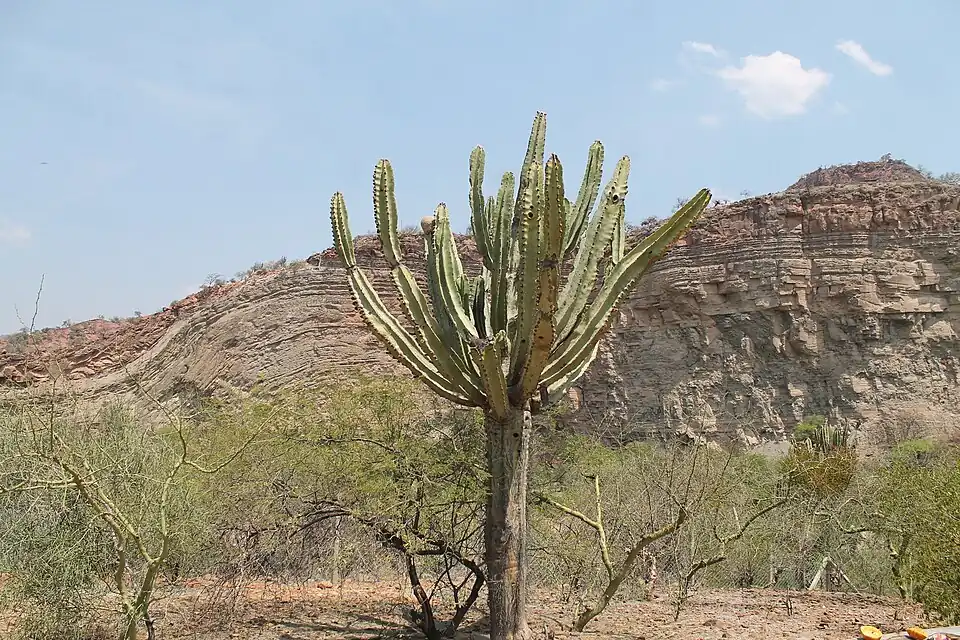 Habitat in Peña Colorado, Bolivia