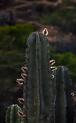 Plant budding in Municipal Protected Area Monte Willca