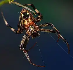 female
