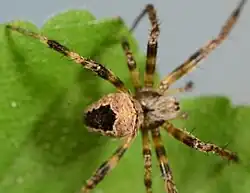 juvenile female