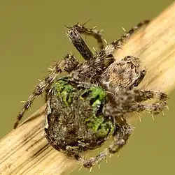 female