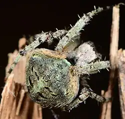 female