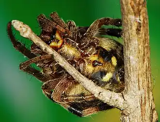 female