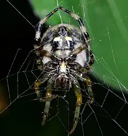juvenile female