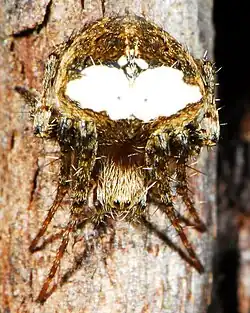 female