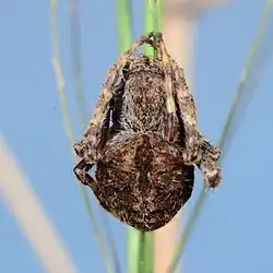 female