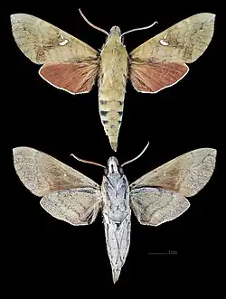 Nephele subvaria