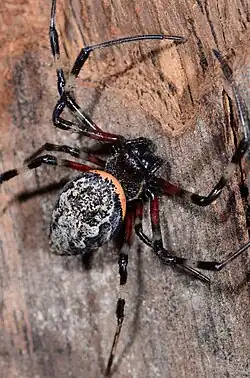 female