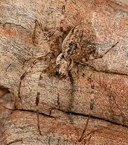 juvenile N. cruentata