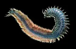 Rag worms are used as fishing bait