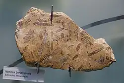 Nerinea bononiensis
