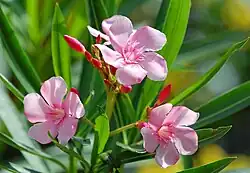 Pink flowers and leaves