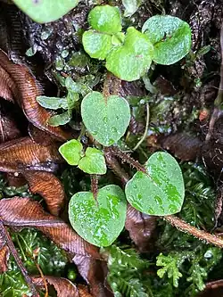A few small heart-shaped leaves centered in the image with hairy stems