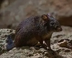 Brown mouse