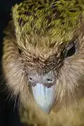 Kākāpō – New Zealand night parrot