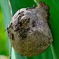 Nest of Polybia occidentalis honey-making wasps