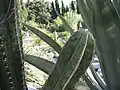 Succulents