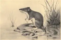 Drawing of brown and white rat