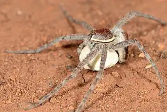 N. curtus