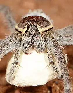 female with egg sac