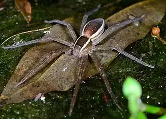 female