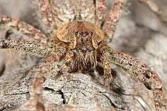 female N. rossi