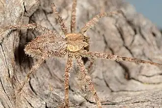 female